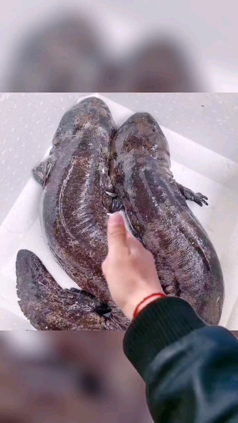 广东娃娃鱼鲜活食用活体大鲵海鲜水产鲜活淡水鱼肉质鲜美