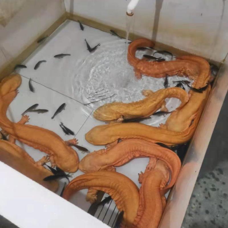 广东娃娃鱼鲜活食用活体大鲵海鲜水产鲜活淡水鱼肉质鲜美