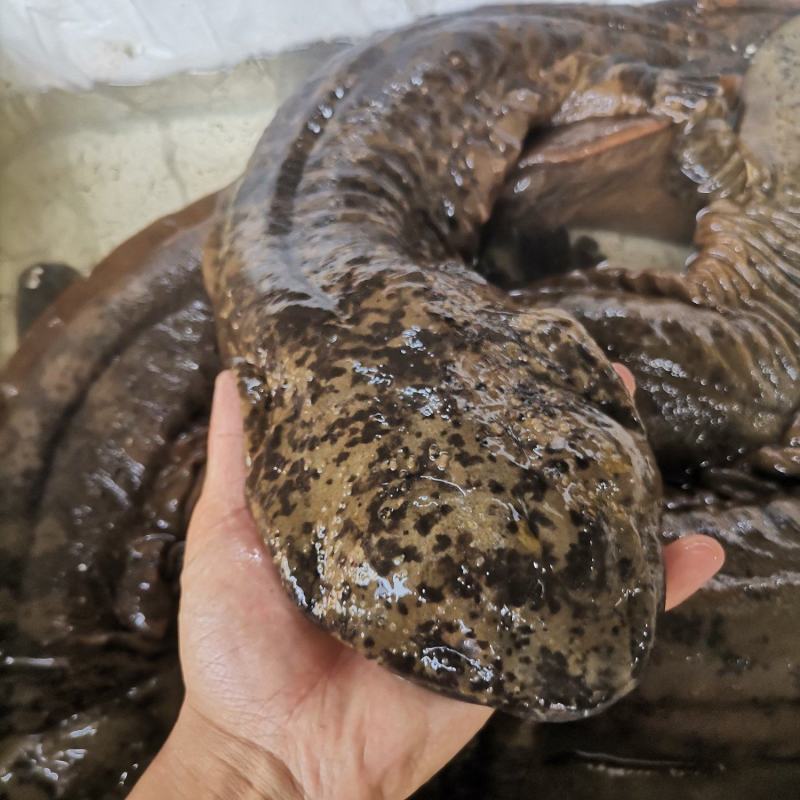 广东娃娃鱼鲜活食用活体大鲵海鲜水产鲜活淡水鱼肉质鲜美