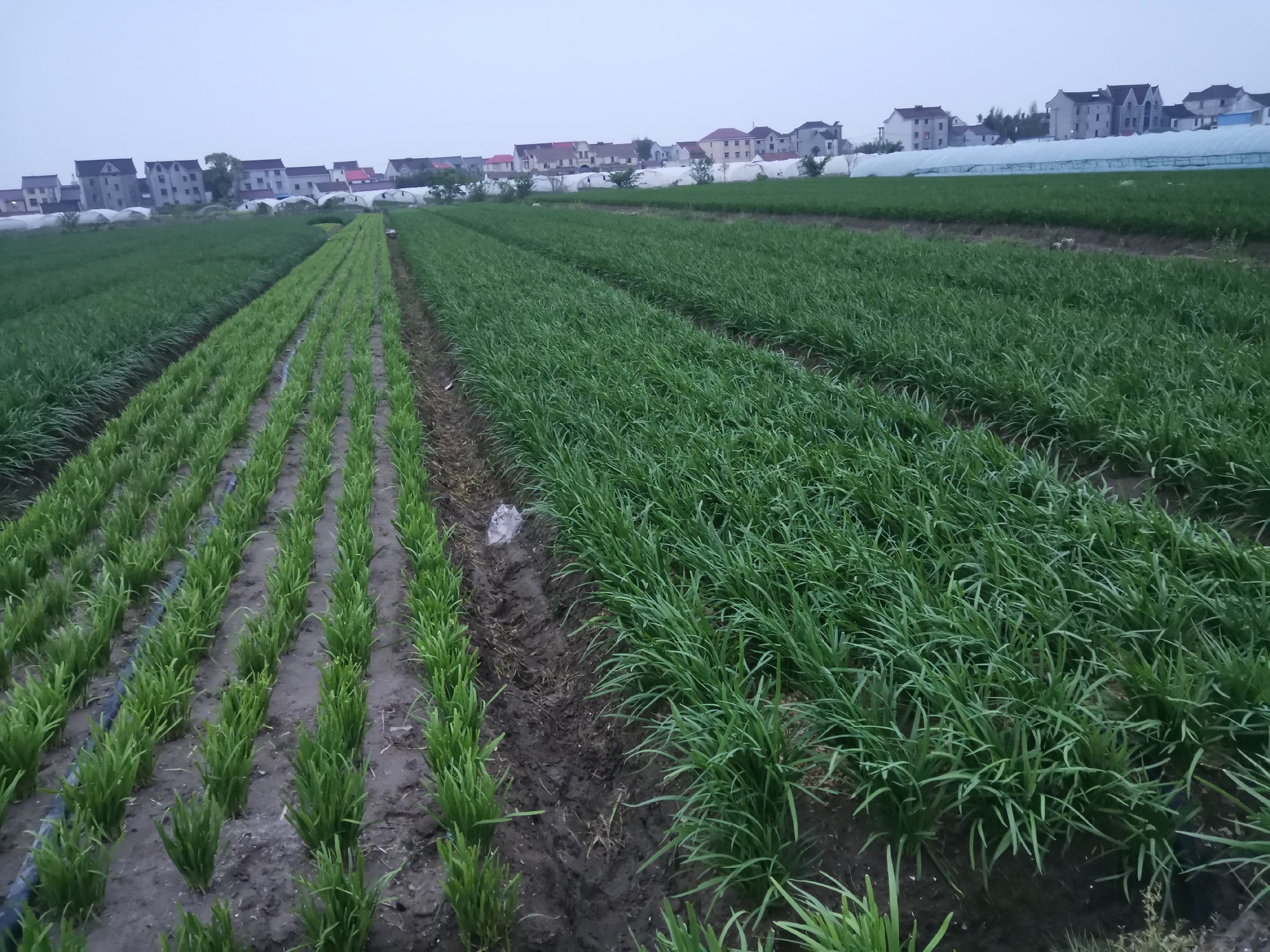 田间大叶韭菜根部管理操作