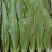 油麦