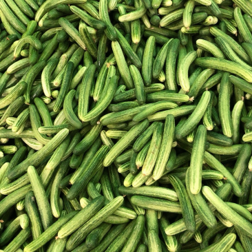小黄瓜，燕北黄瓜，水果黄瓜，基地直供，每天现摘现发。