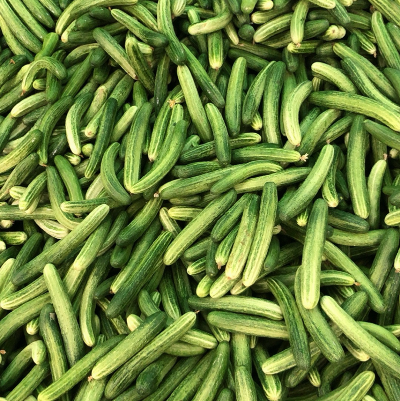 小黄瓜，燕北黄瓜，水果黄瓜，基地直供，每天现摘现发。