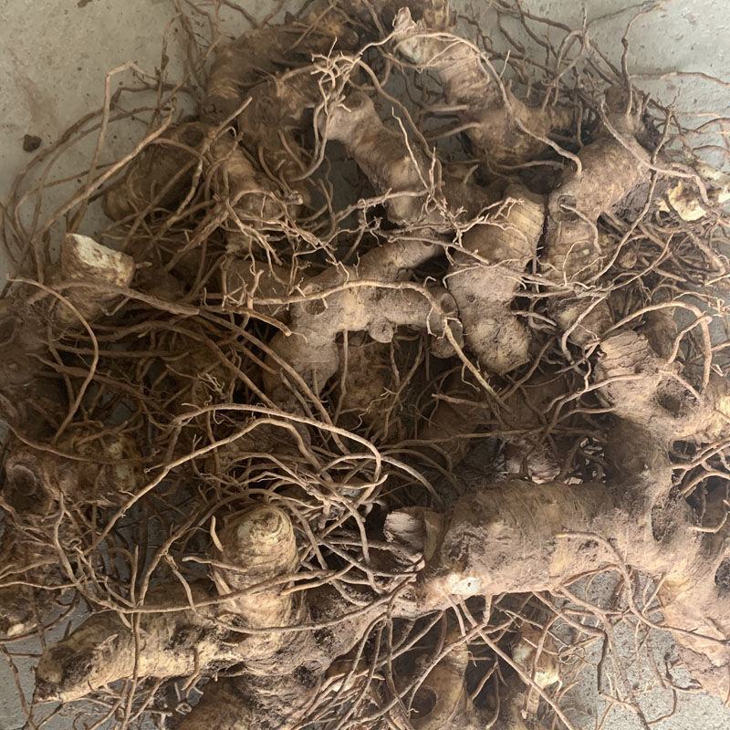 新鲜现挖正宗多花黄精真黄精老虎姜姜型甜黄精天