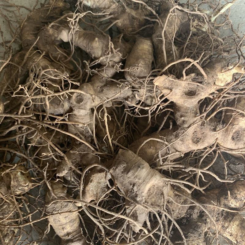 新鲜现挖正宗多花黄精真黄精老虎姜姜型甜黄精天