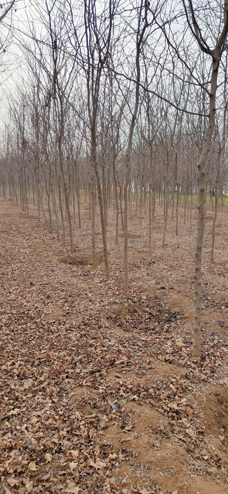 精品一级8到15公分皂角树规格齐全，量大从优基地自产自销
