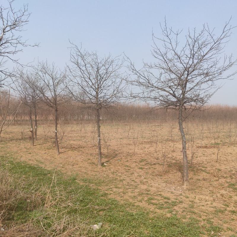 精品一级8到15公分皂角树规格齐全，量大从优基地自产自销