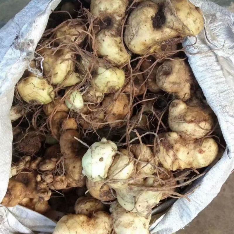 农家自销黄精新鲜滇黄精红花滇黄精姜型黄精多花黄精包