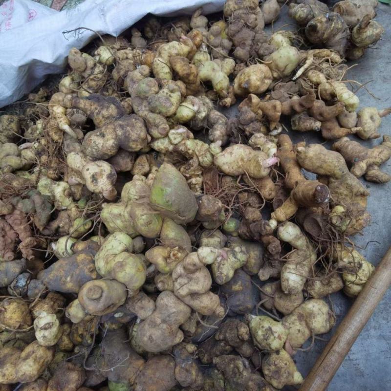 农家自销黄精新鲜滇黄精红花滇黄精姜型黄精多花黄精包