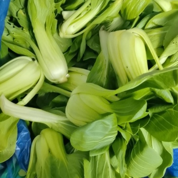 蔬菜批发，鸡毛菜、小青菜、芹菜、杭白菜、韭菜、生菜批发