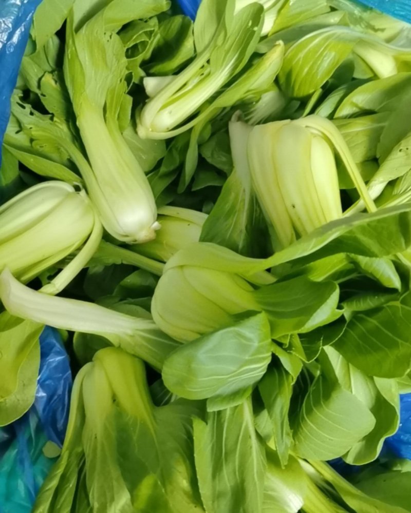 蔬菜批发，鸡毛菜、小青菜、芹菜、杭白菜、韭菜、生菜批发