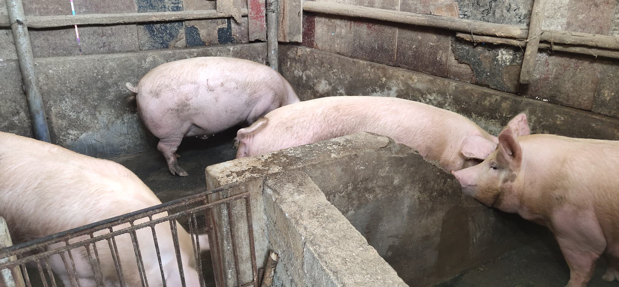 豫东大白猪群体养殖实景