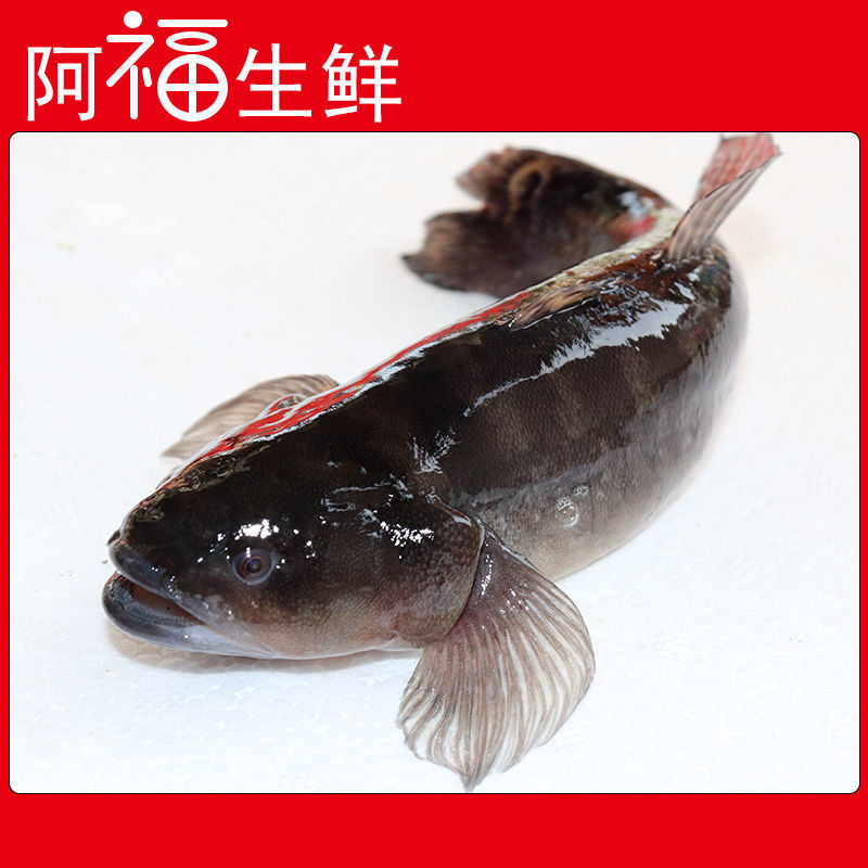 东山岛塘鳢土鱼呆子鱼