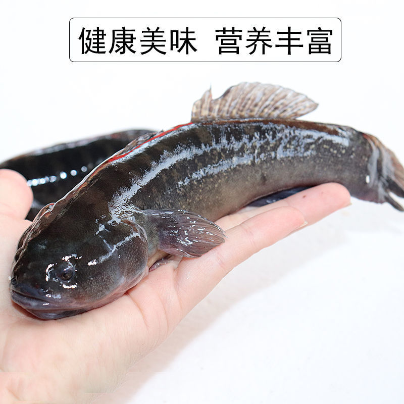 东山岛塘鳢土鱼呆子鱼
