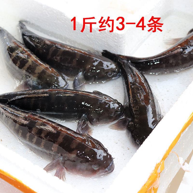 东山岛塘鳢土鱼呆子鱼