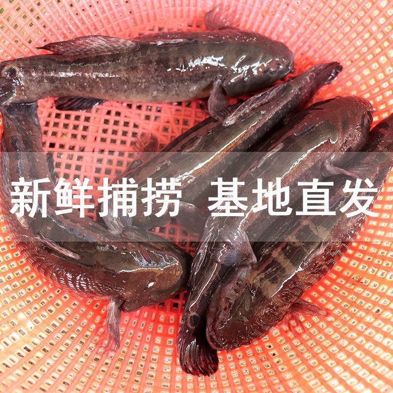 东山岛塘鳢土鱼呆子鱼