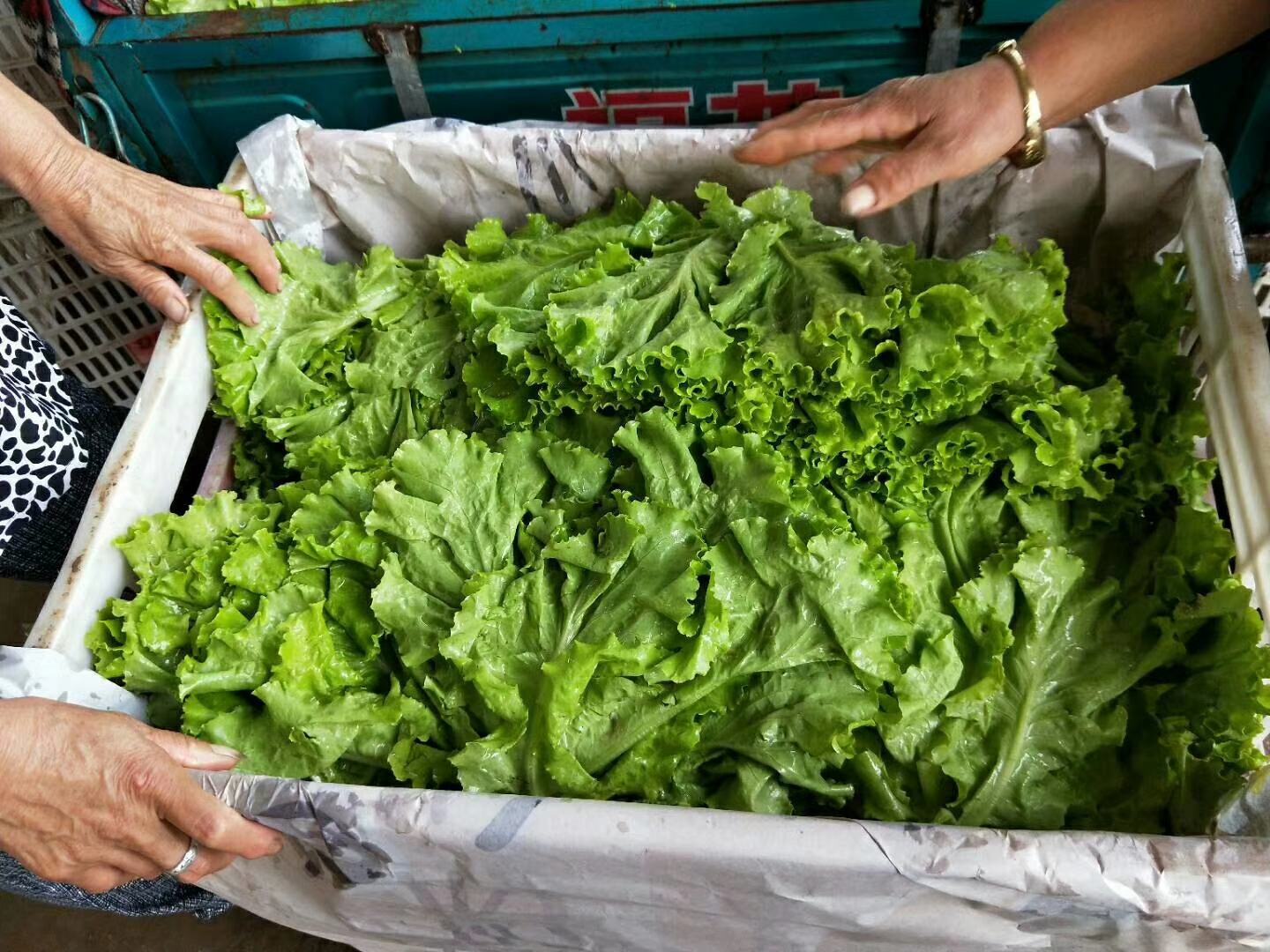 散叶生菜在田间生长的场景