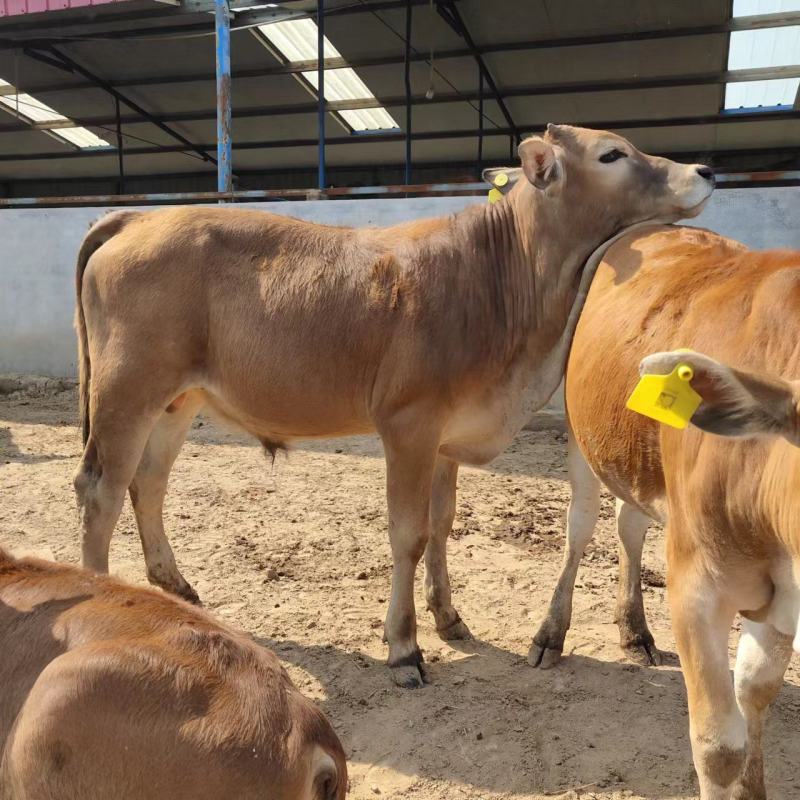 小牛犊，肉牛犊，改良小黄牛犊活牛苗，品质保证，自繁自养