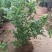 蓝莓苗盆栽地栽特大蓝莓果树苗盆栽院栽南北方种植四季蓝莓苗