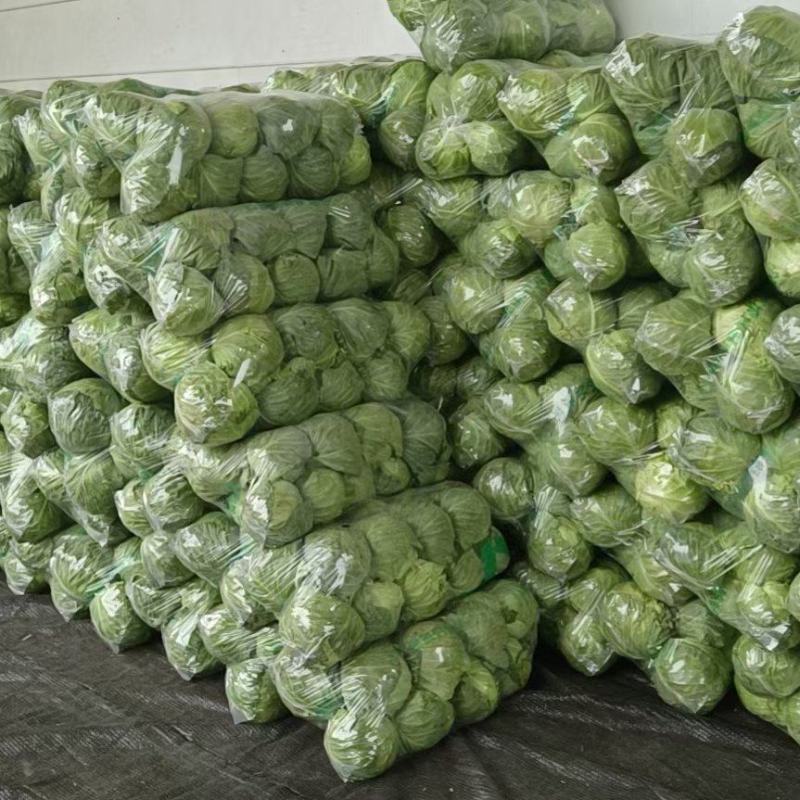 精品甘蓝包菜直供商超批发市场，各种包装，量大从优，电商货