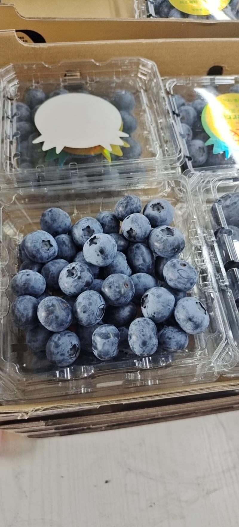 丹东蓝莓产地实力代办，可代加工，可公对公，可到基地考察