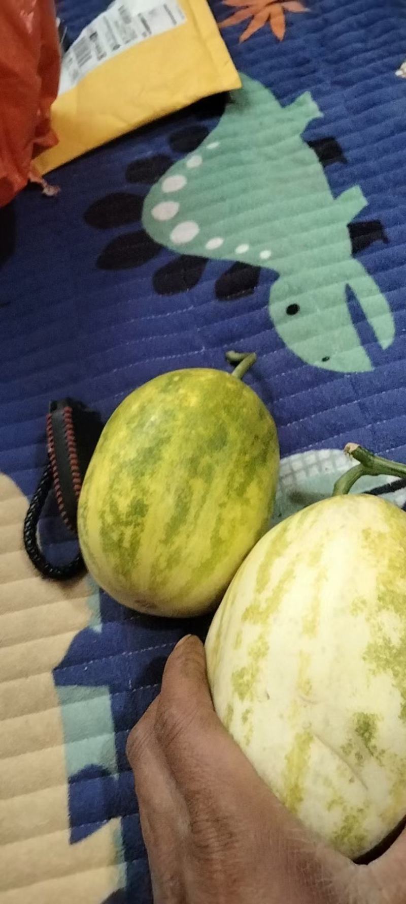 福田新姑娘，花豹三号，瓜皮白肉，薄皮系列