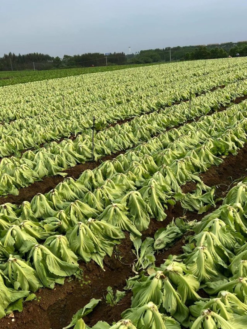 【批发】广西南宁横州市芥菜，种植基地，量大从优，全国发货