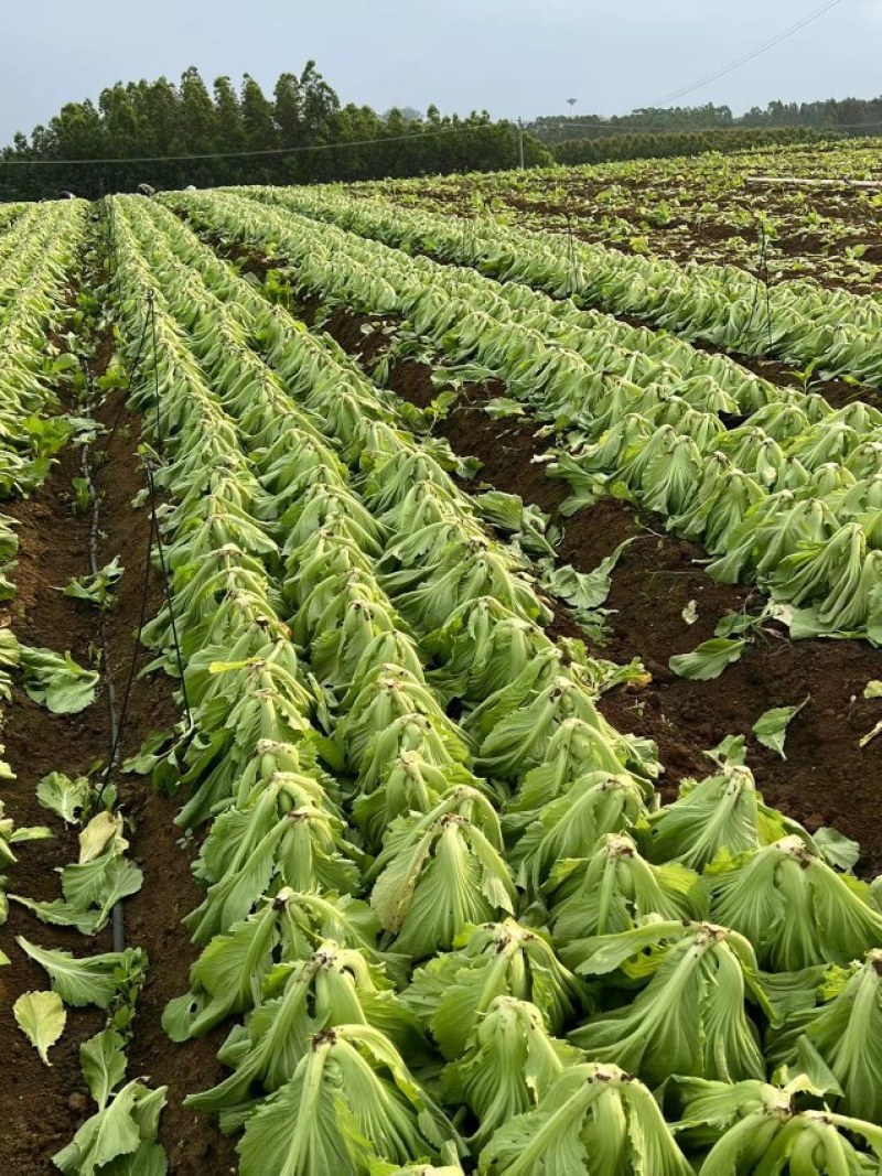 【批发】广西南宁横州市芥菜，种植基地，量大从优，全国发货