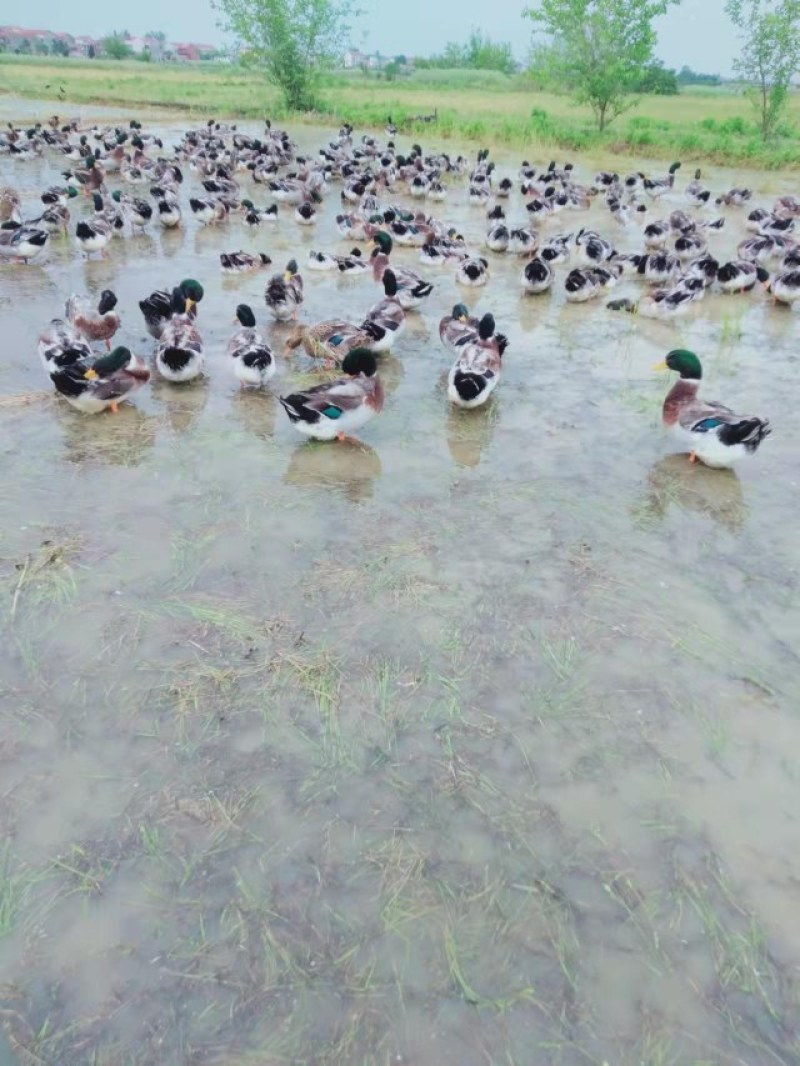 放养绿头鸭