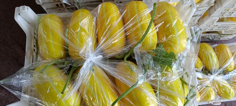 精品甜瓜，丰田大量上市欢迎新老客户预约即将大量上市