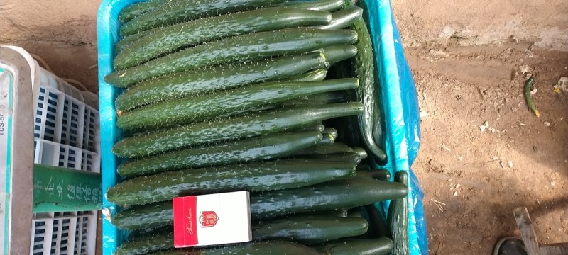 密刺黄瓜22~25公分干花带刺货源充足保质保