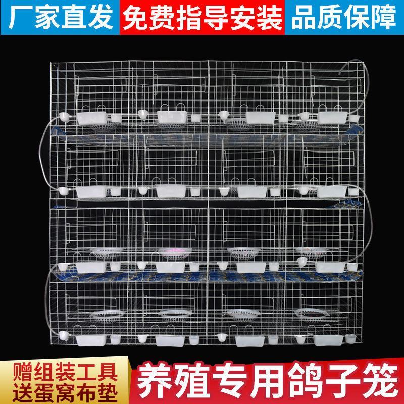 鸽子笼家用鸽鹏繁殖笼大型号养殖批发鸽笼网鸽具加粗加密白鸽