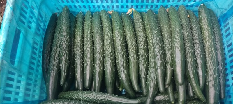 密刺黄瓜22~25公分干花带刺货源充足保质保