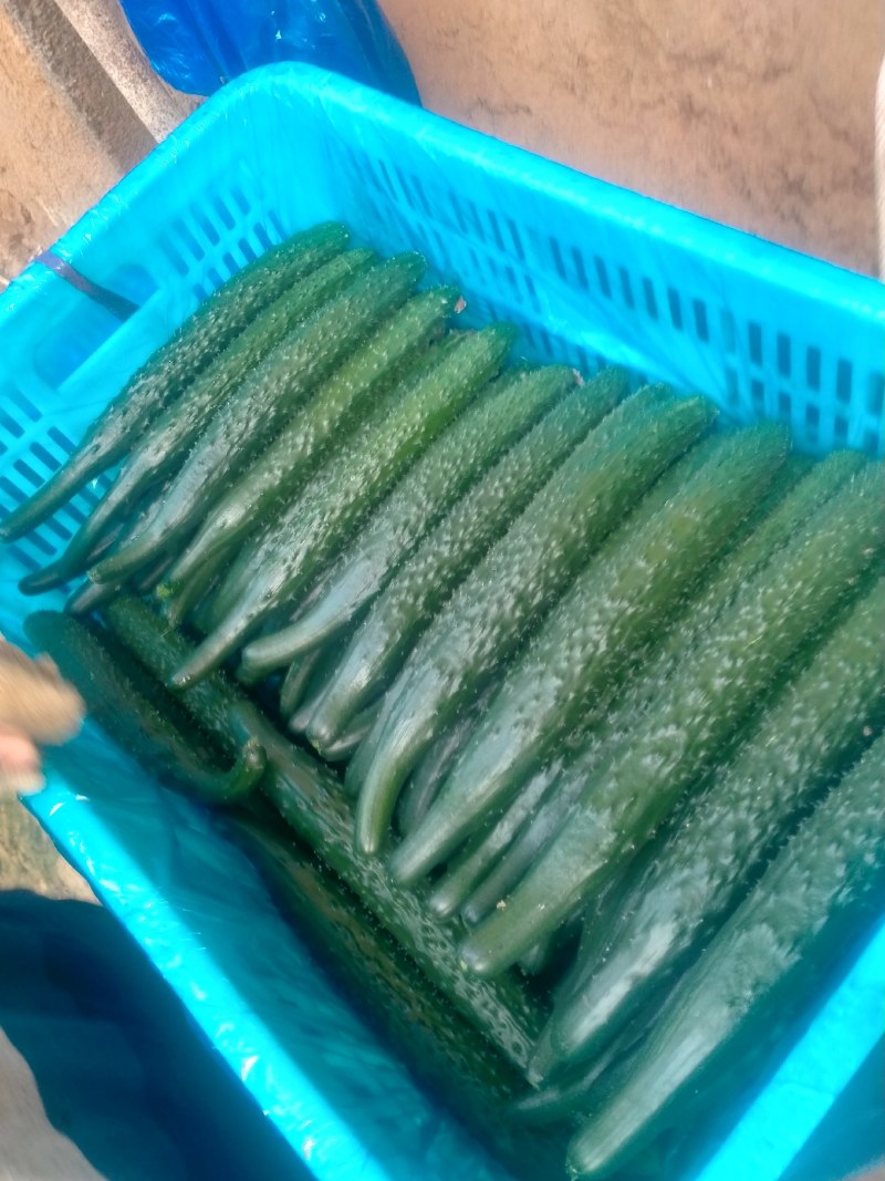 密刺黄瓜22~25公分干花带刺货源充足保质保