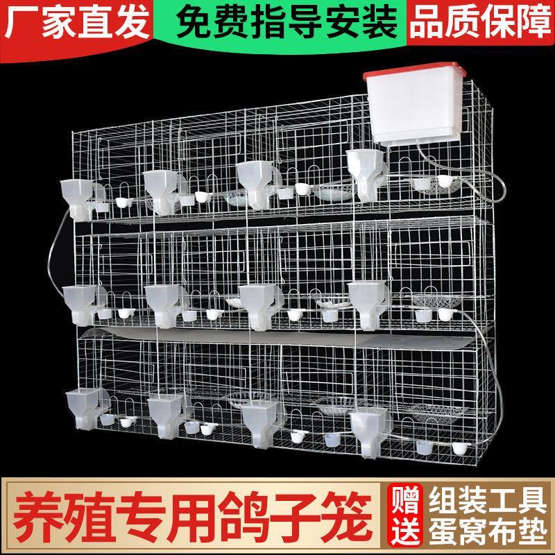鸽子笼子养殖笼白鸽棚鸽房家用肉种鸽繁殖信鸽配对笼大型号鸽