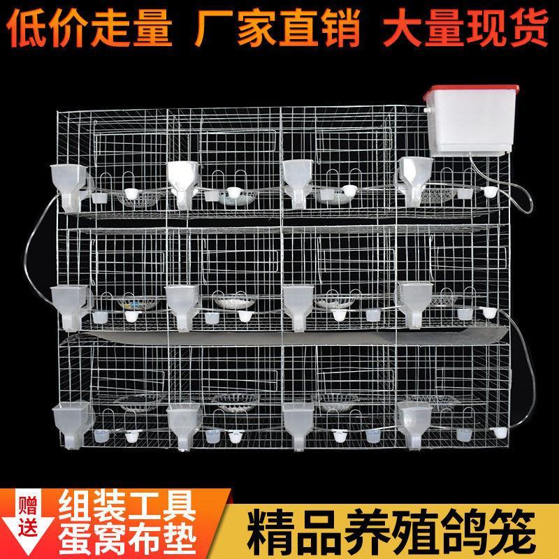 鸽子笼子养殖笼白鸽棚鸽房家用肉种鸽繁殖信鸽配对笼大型号鸽
