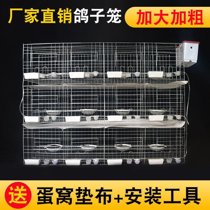 鸽子笼子养殖笼白鸽棚鸽房家用肉种鸽繁殖信鸽配对笼大型号鸽