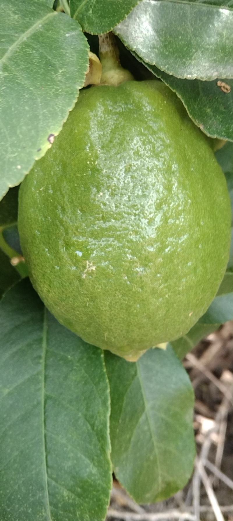 广东香水柠檬