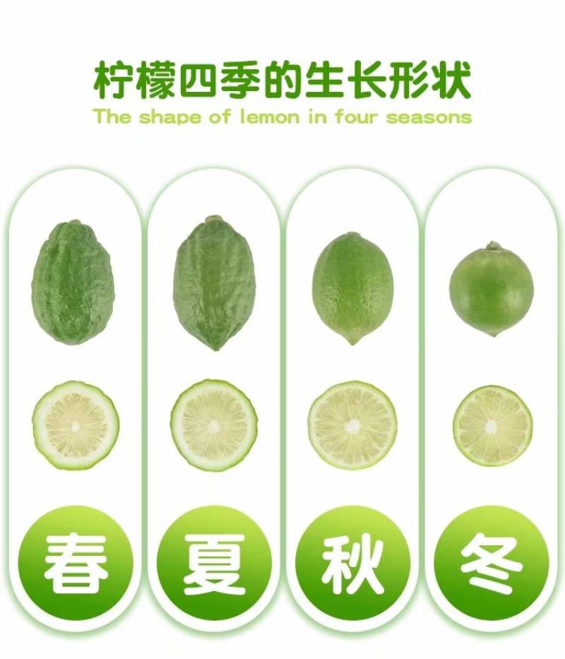 广东香水柠檬