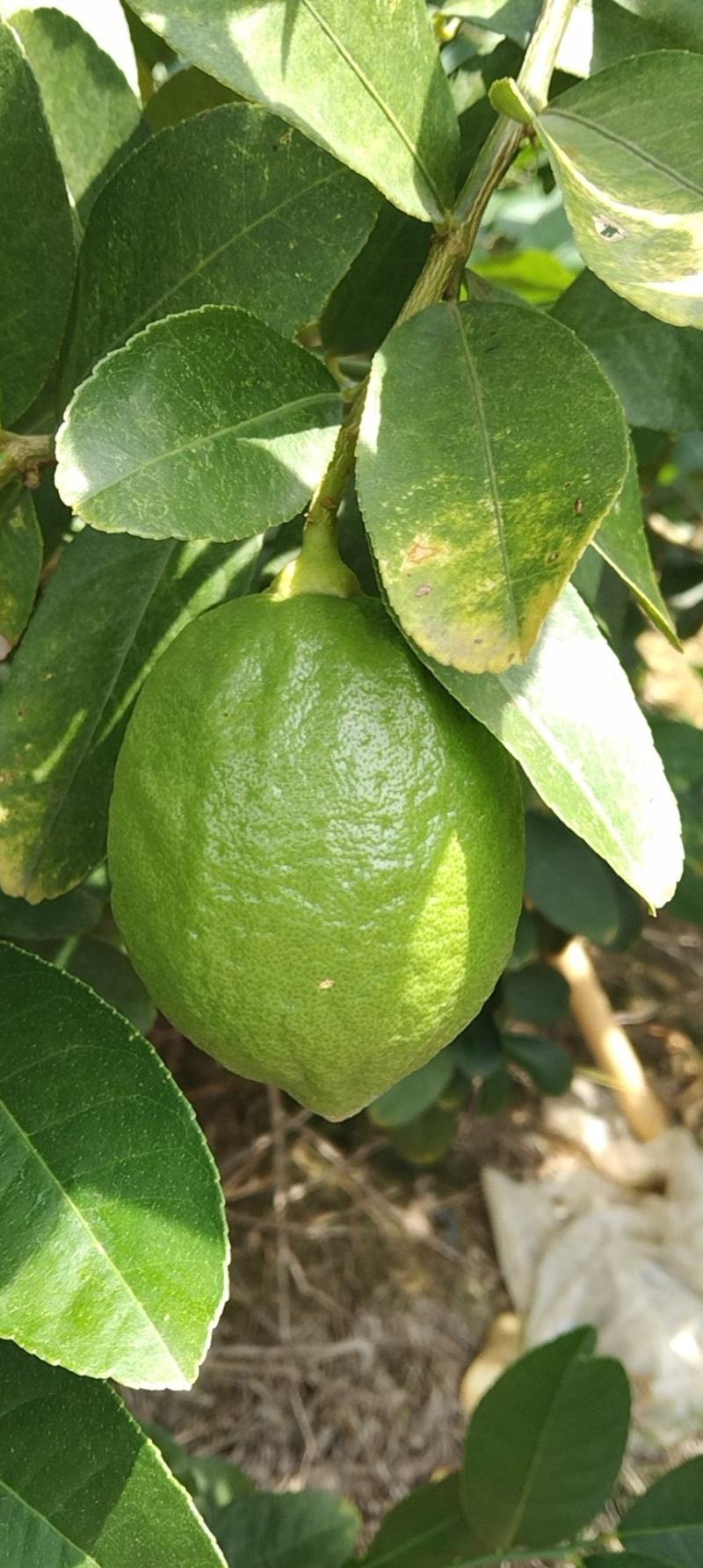 广东香水柠檬