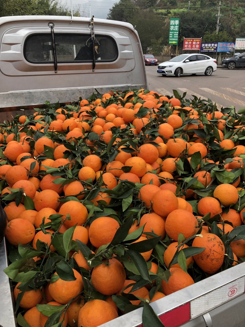 奉节脐橙圆红长虹【热卖中】产地直供货源充足