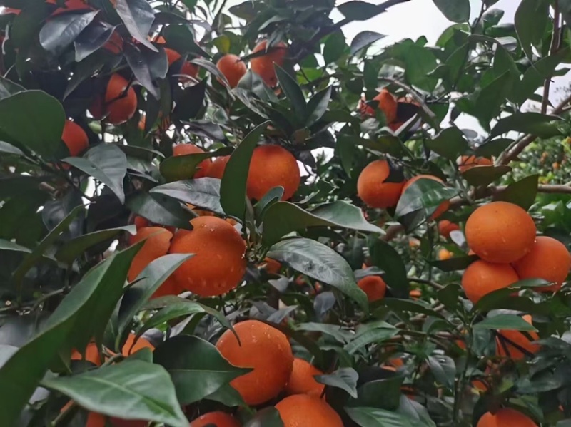 奉节脐橙圆红长虹【热卖中】产地直供货源充足