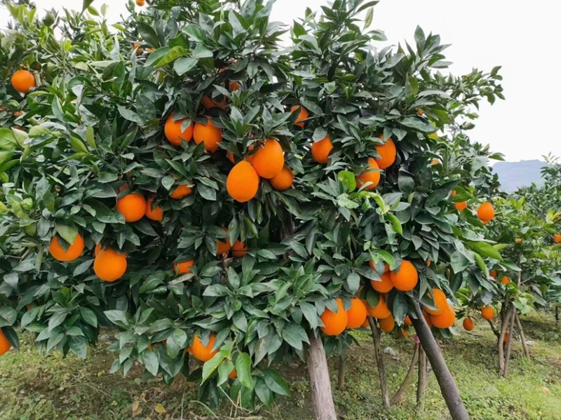 奉节脐橙圆红长虹【热卖中】产地直供货源充足