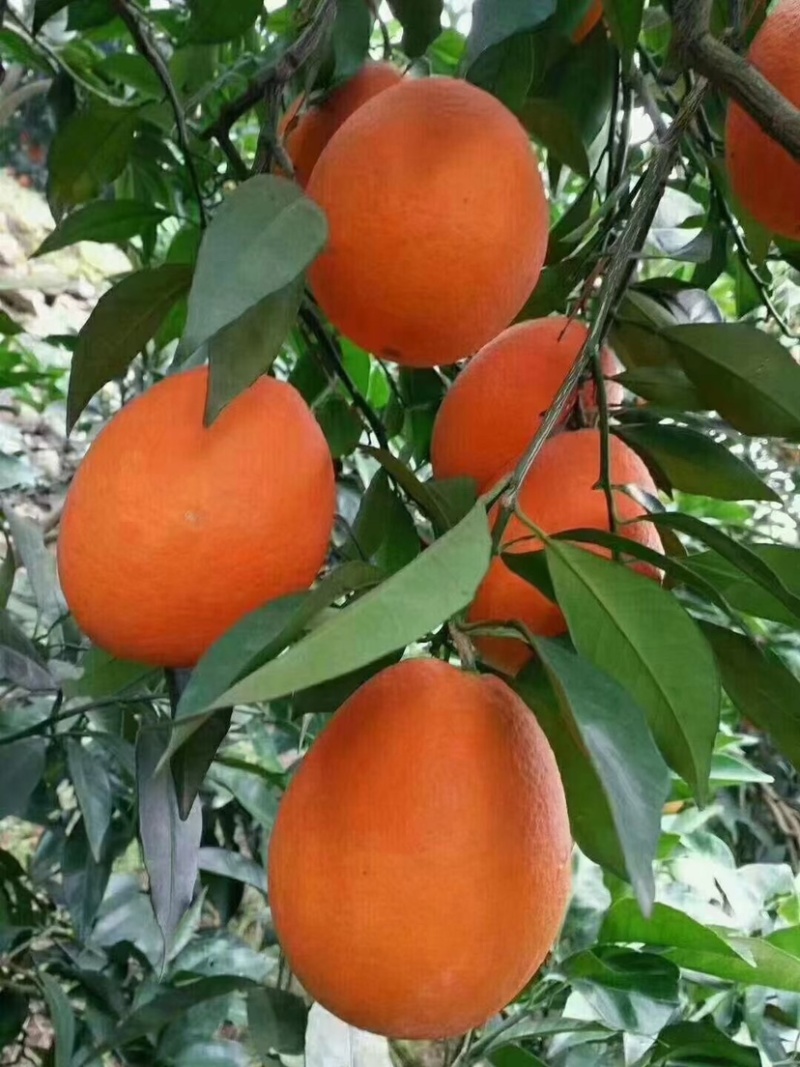 奉节脐橙圆红长虹【热卖中】产地直供货源充足