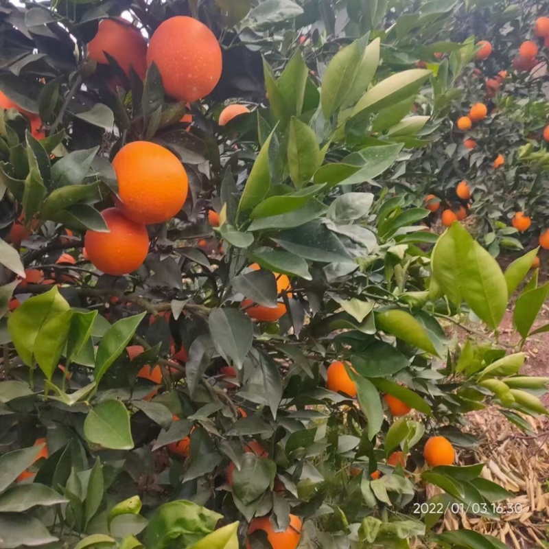 奉节脐橙圆红长虹【热卖中】产地直供货源充足