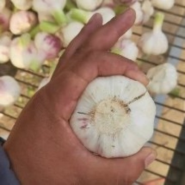 淮阳扒皮蒜大量上市了，日供应量30到50吨