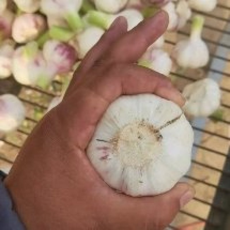 淮阳扒皮蒜大量上市了，日供应量30到50吨