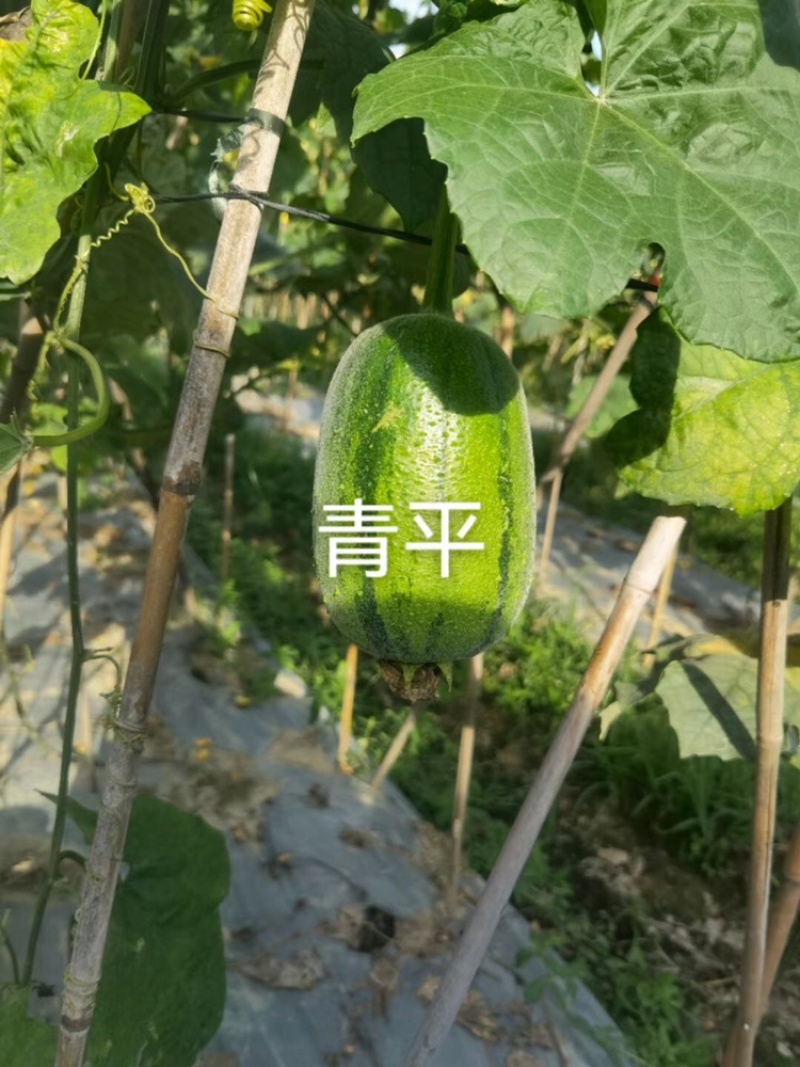 福建苹果丝瓜大量上市。质量保证正品，有需要的可以联系
