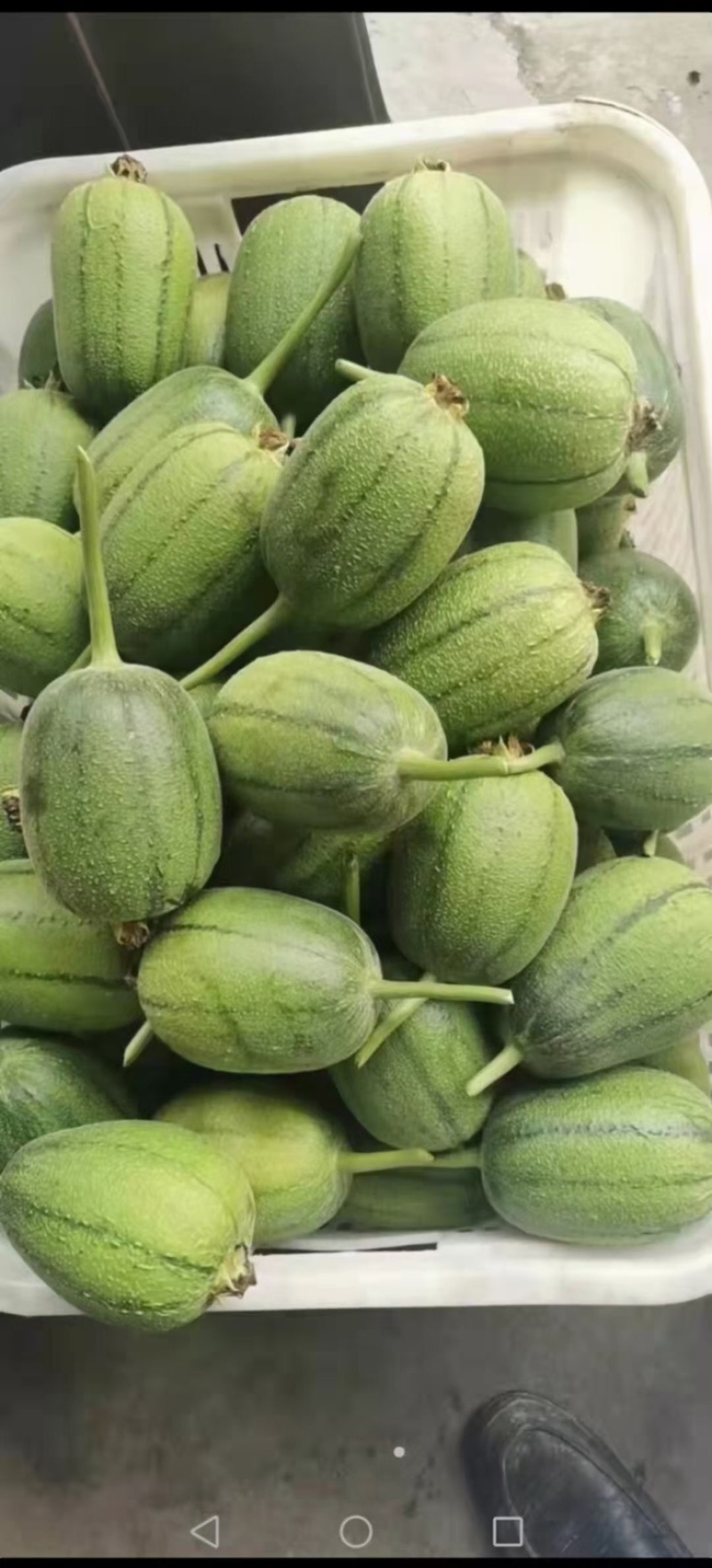 福建苹果丝瓜大量上市。质量保证正品，有需要的可以联系