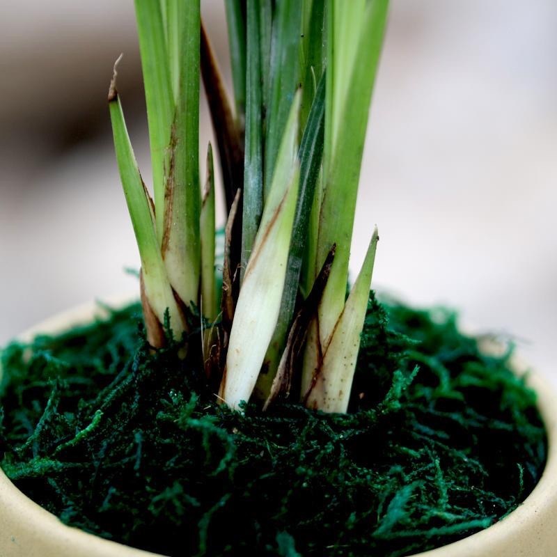 特香兰花清仓价兰花苗春剑【紫玉牡丹】浓香型花卉办公室
